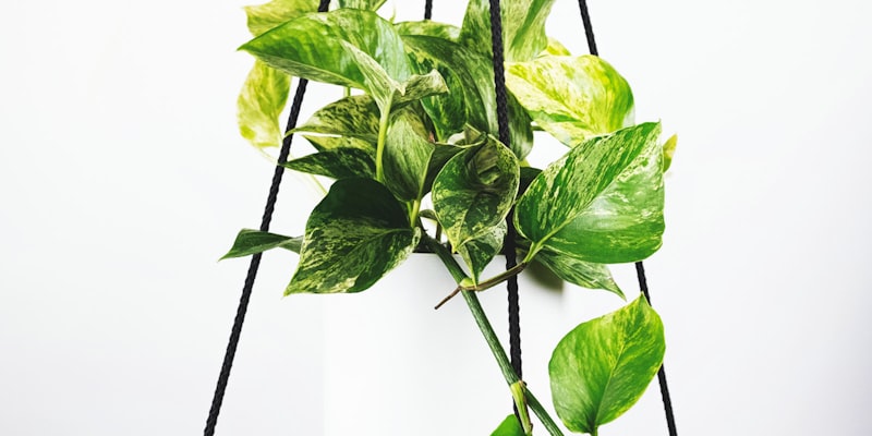 2026世界杯主办城市体育场鸟瞰全景图，现代建筑与草坪